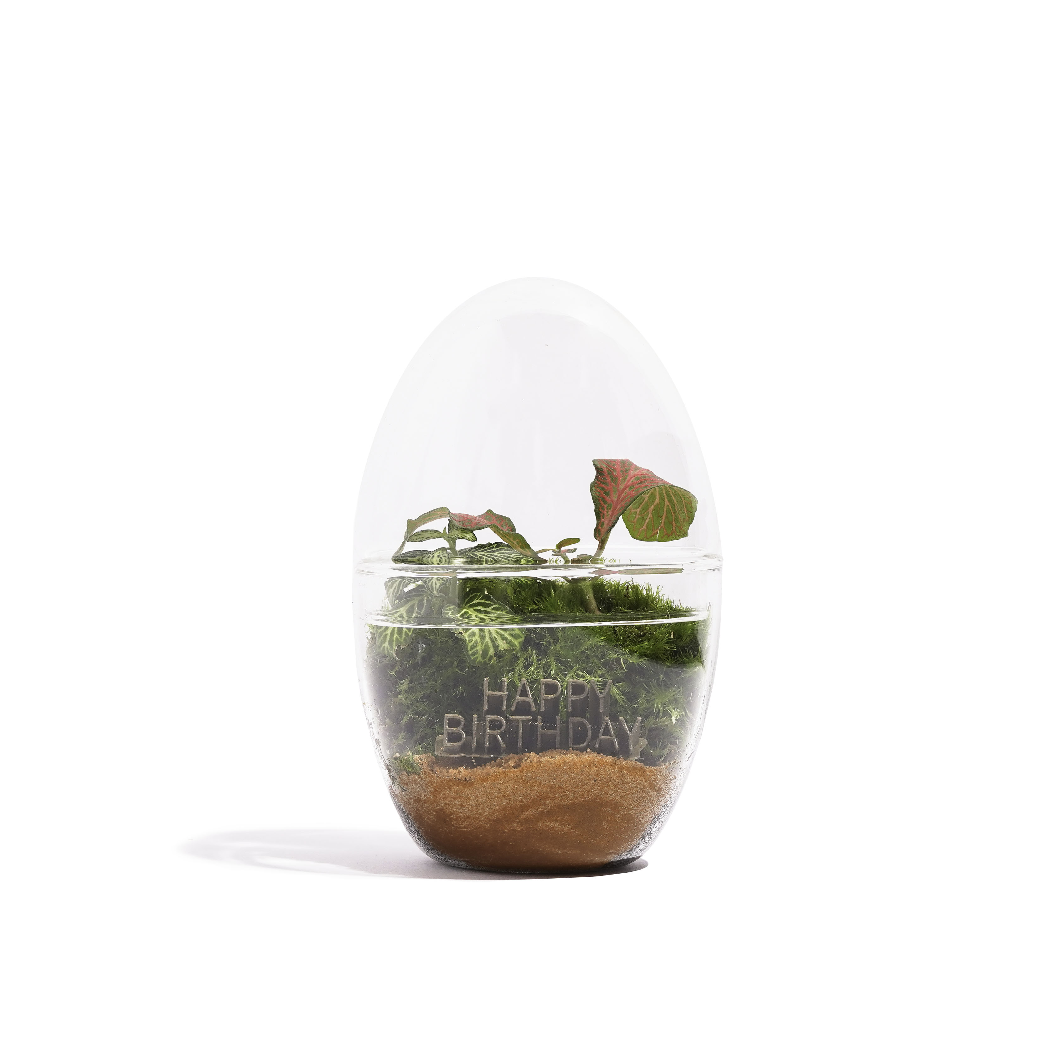 نسخة عيد ميلاد بشكل بيضاوي