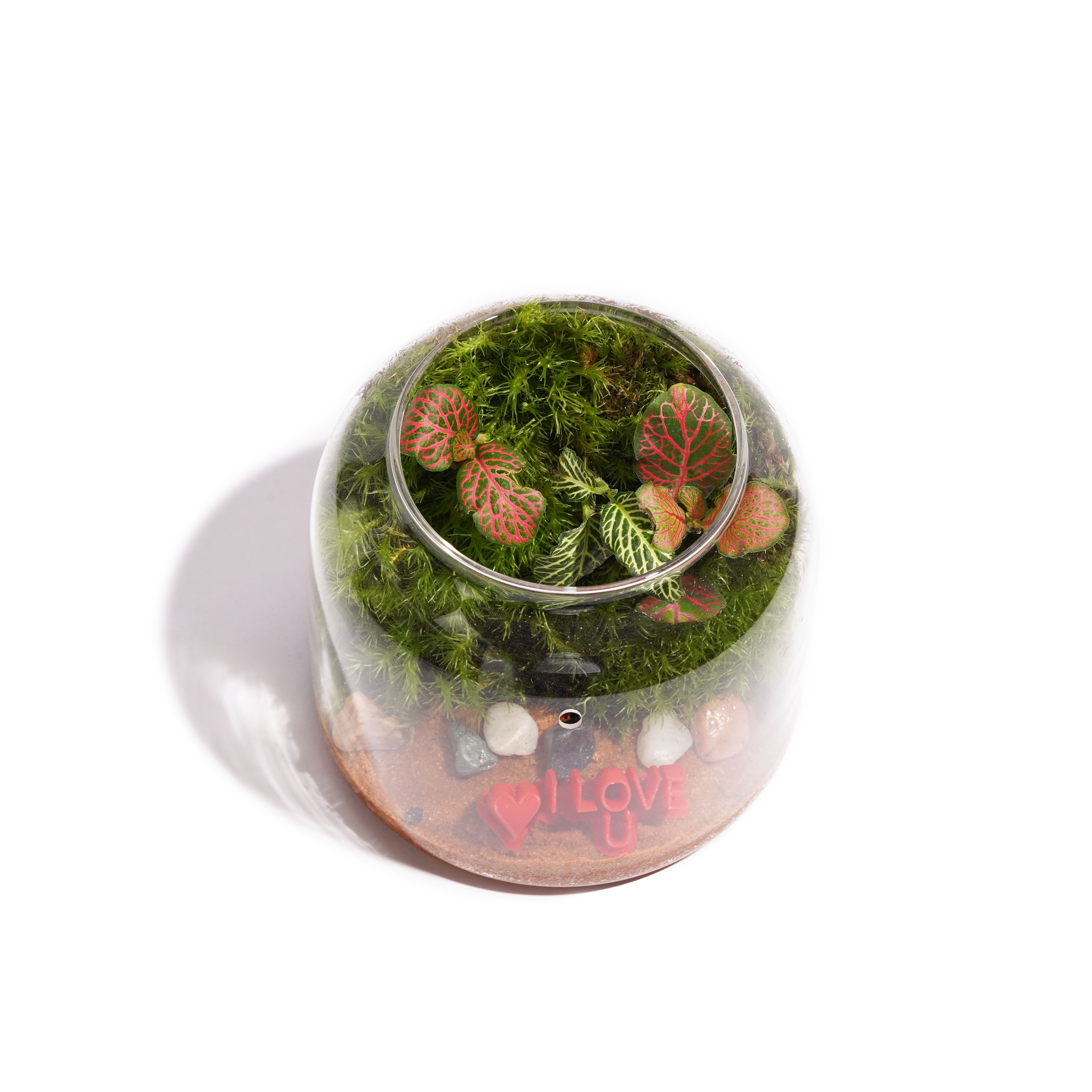 نسخة حب علوية