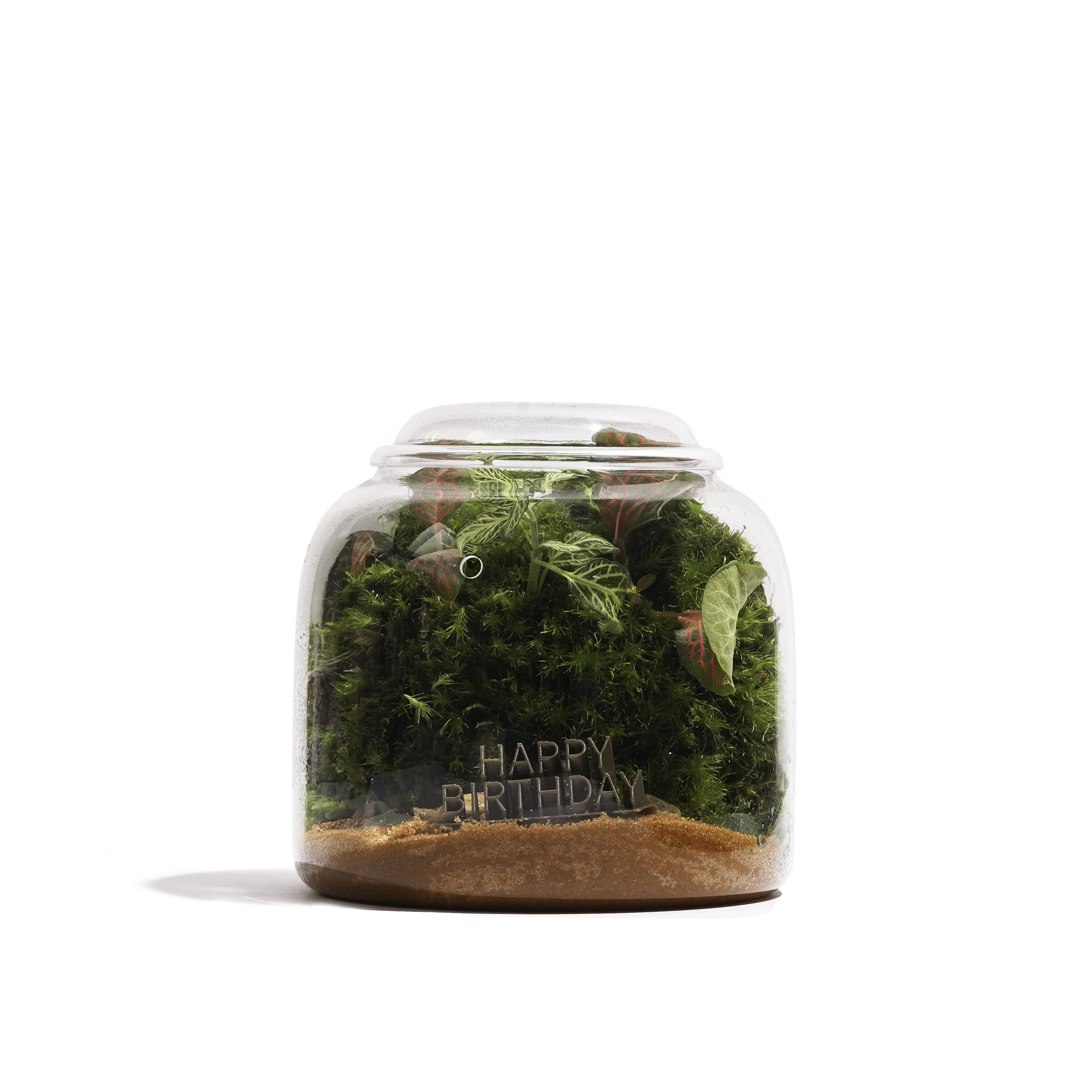 Happy Birthday بجرة خضراء كثيفة