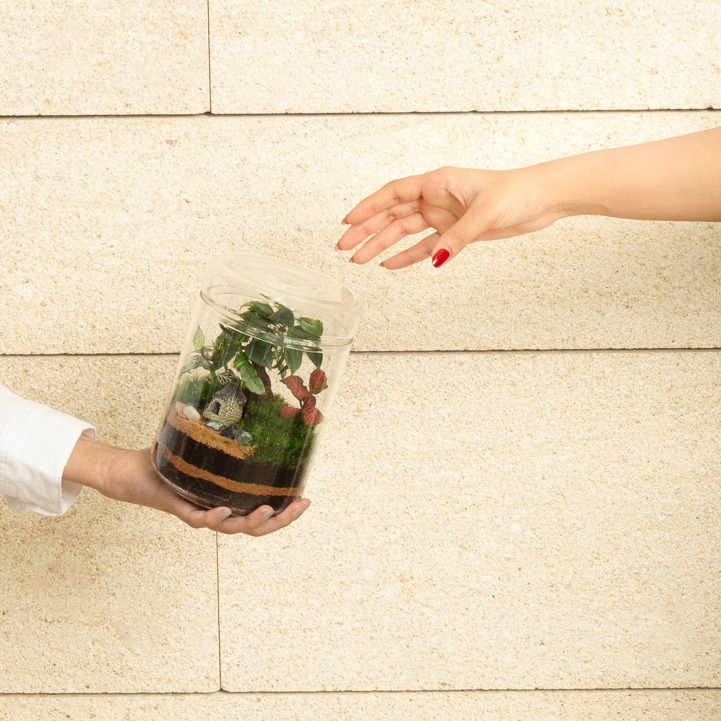 لقطة يد تستلم تيراريوم فاخر