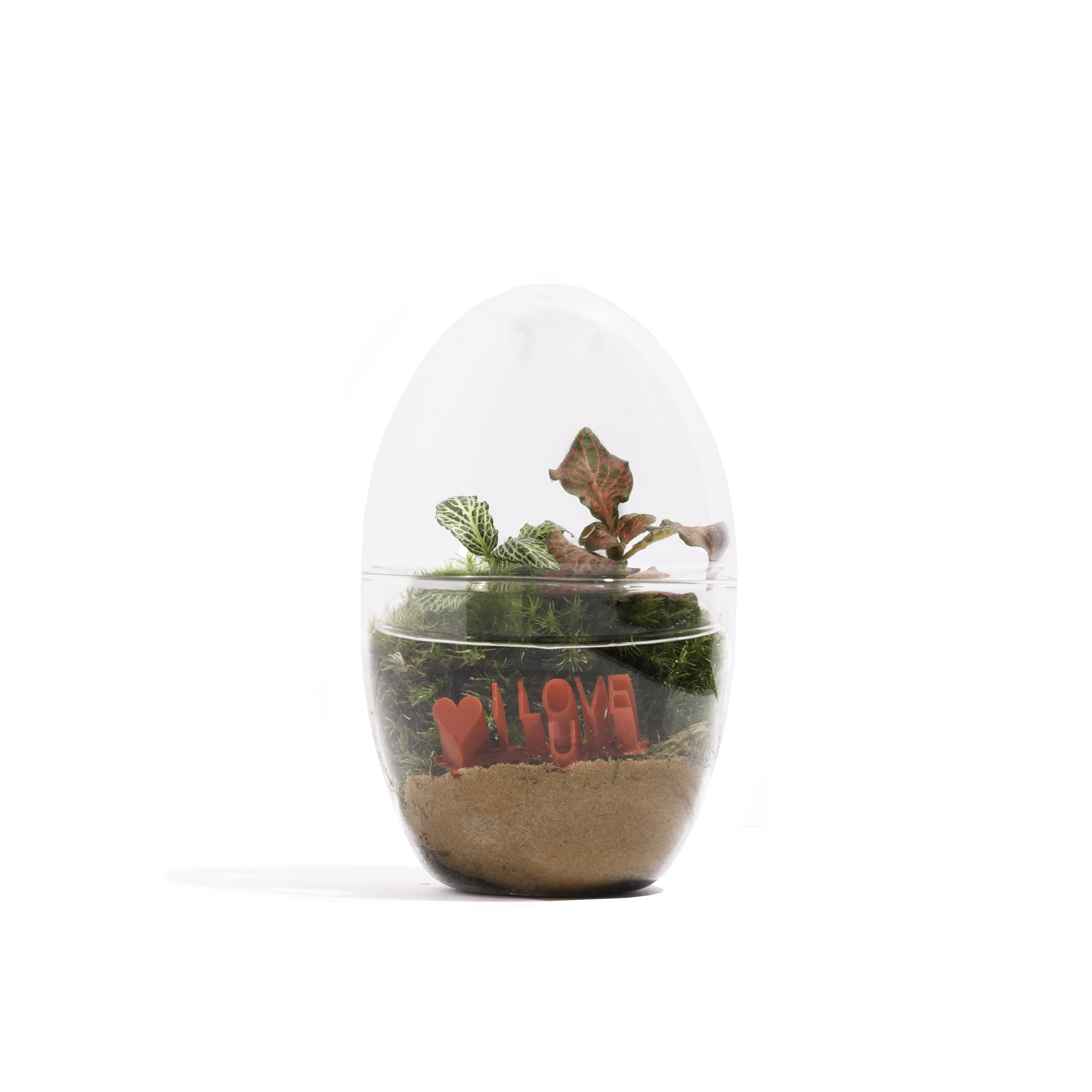 نسخة حب بيضاوية